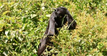 インドは田舎に行くほど面白い！ダラムサラ「バグス村」のおすすめ